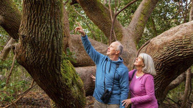 Beautiful, old live oak trees like this one would have been lost if Hoop Pole Creek had been developed.
