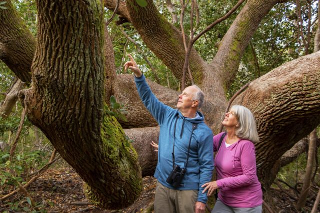 Beautiful, old live oak trees like this one would have been lost if Hoop Pole Creek had been developed.