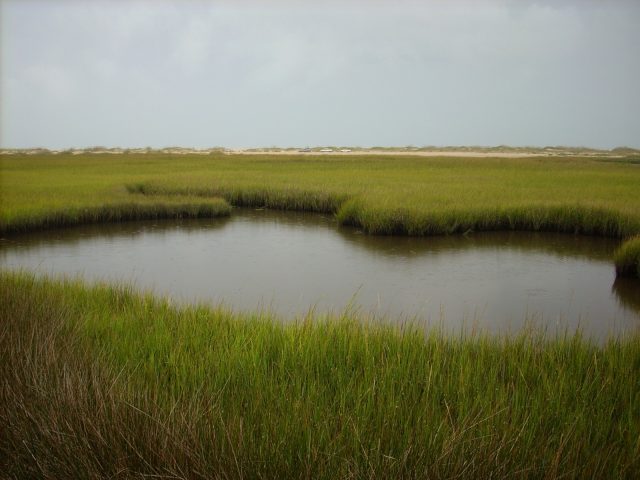 Marsh