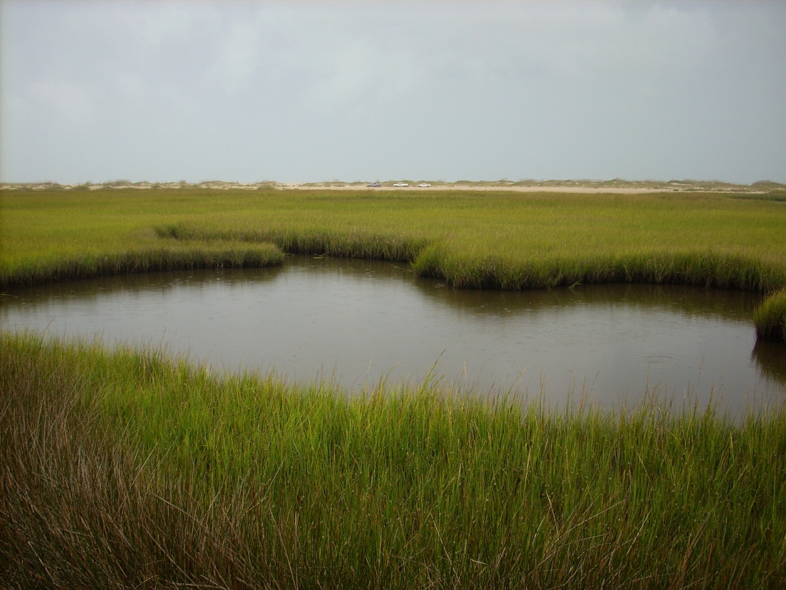 Salt Marshes and Oyster Roasts; Protecting the Coast