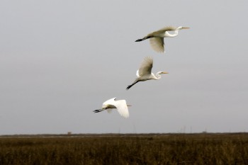 Photo: Kent Eane