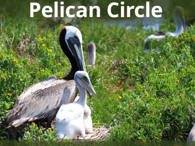 Pelican Circle lettering