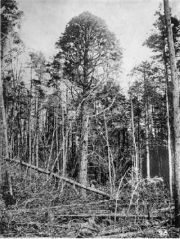 Atlantic White Cedar forest. Photo: Natural Resources Conservation Service