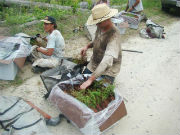 Man plants cedar saplings. Photo: U.S. Fish and Wildlife Service