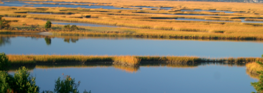 Photo: Sam Bland, N.C.Coastal Federation. Photo: Sam Bland, N.C.Coastal Federation.