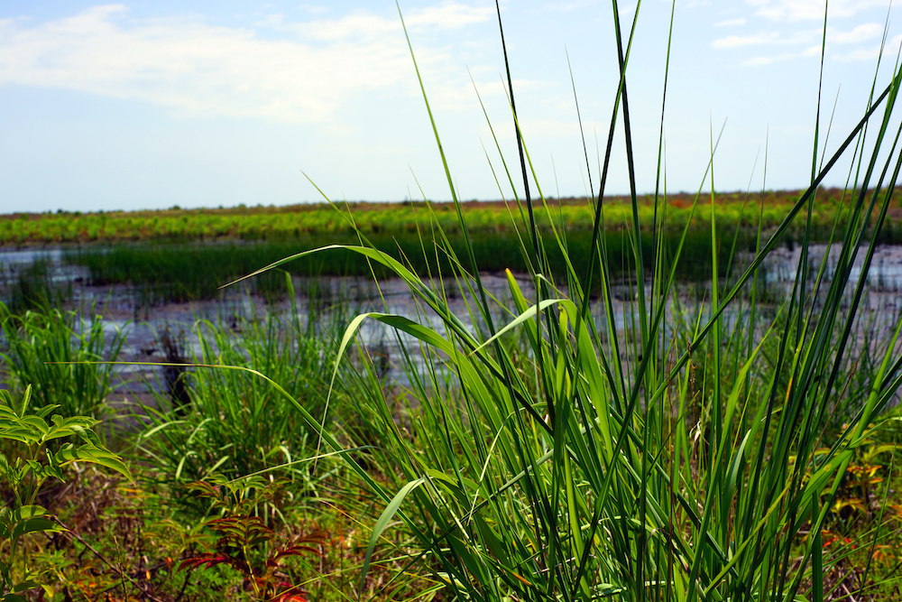 Wetlands