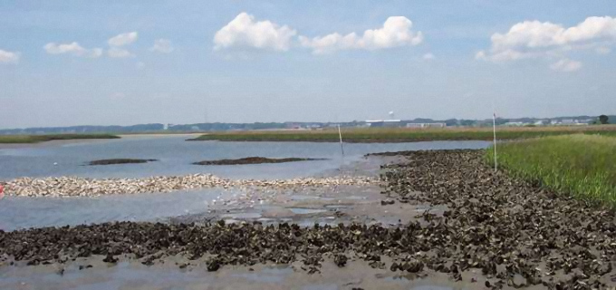 A created oyster bed at the federation's preserve along Hoop Pole Creek in Carteret County.