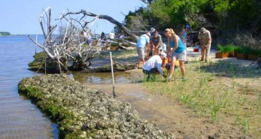 Volunteers plant marsh grass behind a sill of bagged oysters to stabilize shoreline erosion at Jones Island.