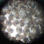 Microscopic oyster larvae, top, and spat. Photos courtesy of Skip Kemp.