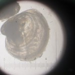 Microscopic oyster larvae, top, and spat. Photos courtesy of Skip Kemp.