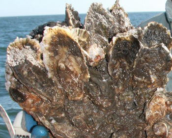 Oyster Rock