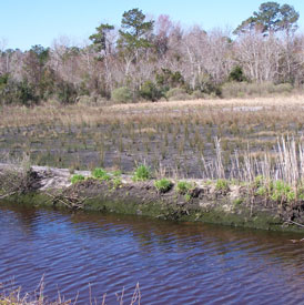 Saltwater grasses were planted along the creek to create the marsh.