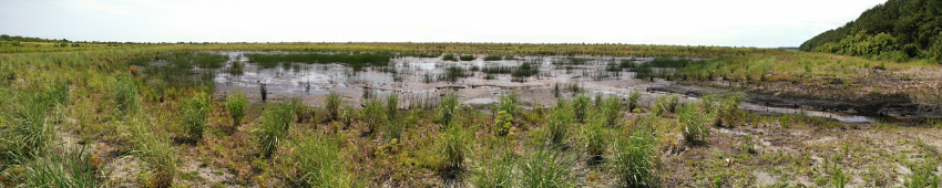 Wetlands tie together land and water, and are some of the most productive ecosystems in the world.