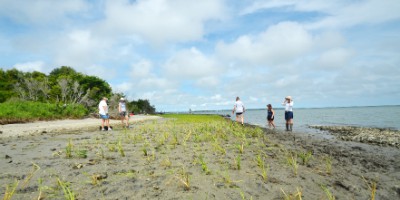 This living shoreline is helping to stabilize erosion on the southeast edge of Carrot Island near Beaufort.