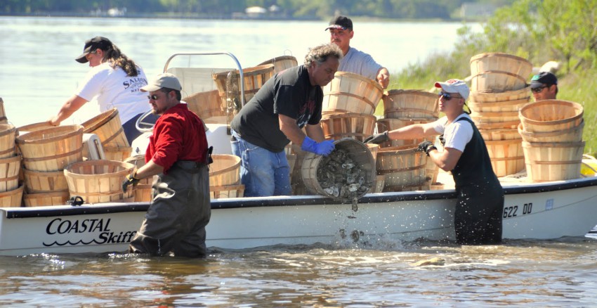 Oyster cultch planting