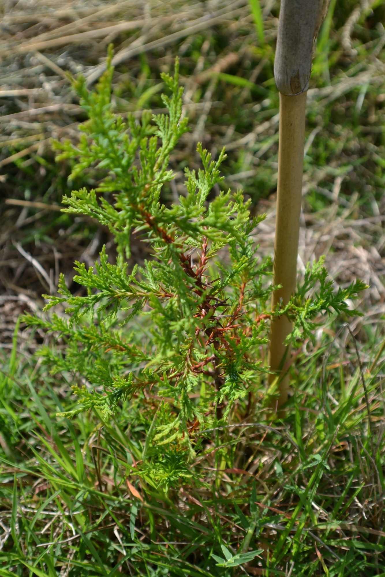 Young AWC seedling