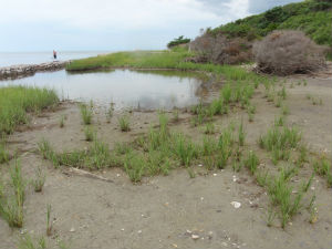 Before: A Living shoreline at Springer’s Point Nature Preserve, Ocracoke, 2013