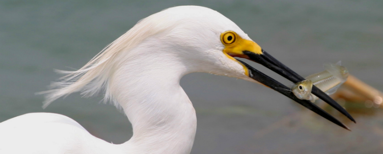CE project egret
