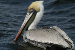 Get a close look at brown pelicans on the bird cruises.