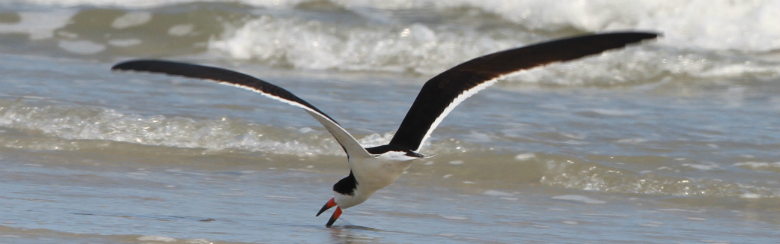 A black skimmer in action.
