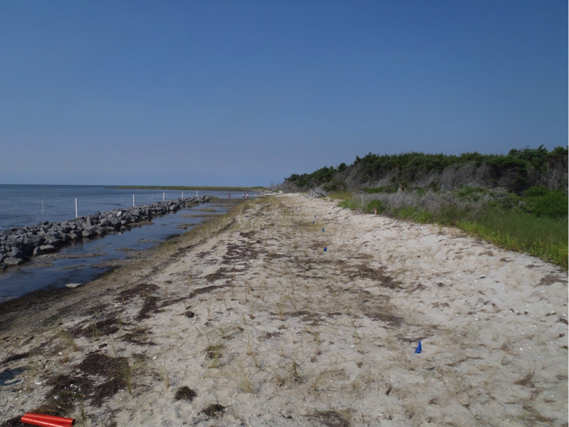 Off Shore sill is built and first marsh grasses are planted, June 2011