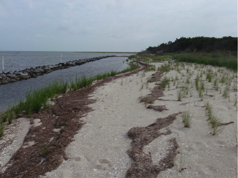 Grasses survive the growing season and start to establish, September 2012