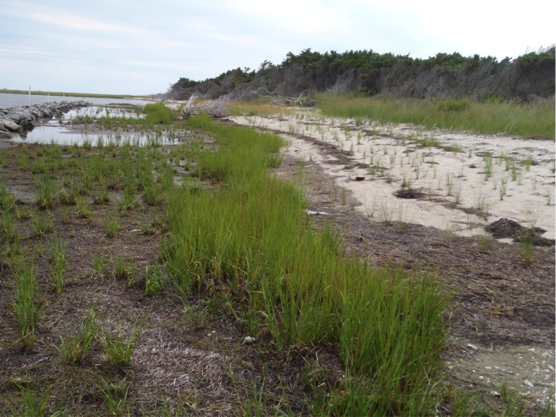 Grasses become established, starting to fill in, July 2013