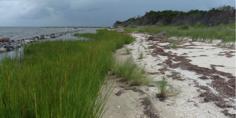 Grasses fill in and spread creating a healthy coastal habitat, August 2013. Grasses fill in and spread creating a healthy coastal habitat, August 2013.