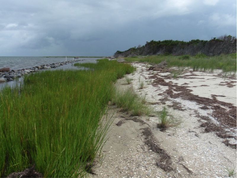 Grasses fill in and spread creating a healthy coastal habitat, August 2013.