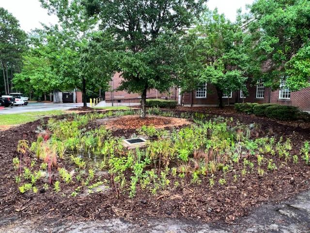 UNCW rain garden after rain - June 2022