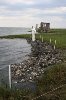 Fisherman and federation board member James Barrie Gaskill stands next to a section of oyster shell bag marsh toe revetment at Beacon Island.