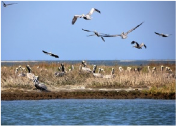 Brown Pelicans nest on the eroding Beacon Island. Photo Credit: Todd Miller.