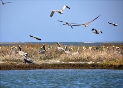 Brown Pelicans nest on the eroding Beacon Island. Photo Credit: Todd Miller.