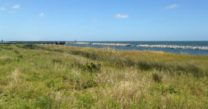 The shoreline is now well established, thanks to the teachers who participated in the Planet Wetlands seminar.