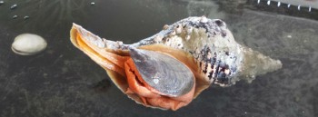 This Florida Horse Conch was found inside a crab pot and was covered in acorn barnacles. This is just one example of an organism that kids and adults can interact with at the N.C. Coastal Federation's Touch Tank Tuesdays program.