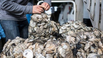 Federation intern, Daniel Salazar, worked hard to keep up with bagging all 25 bushels of oysters as they were eaten during the Hatteras Island Oyster Roast. Photo courtesy: Daniel Pullen Photography