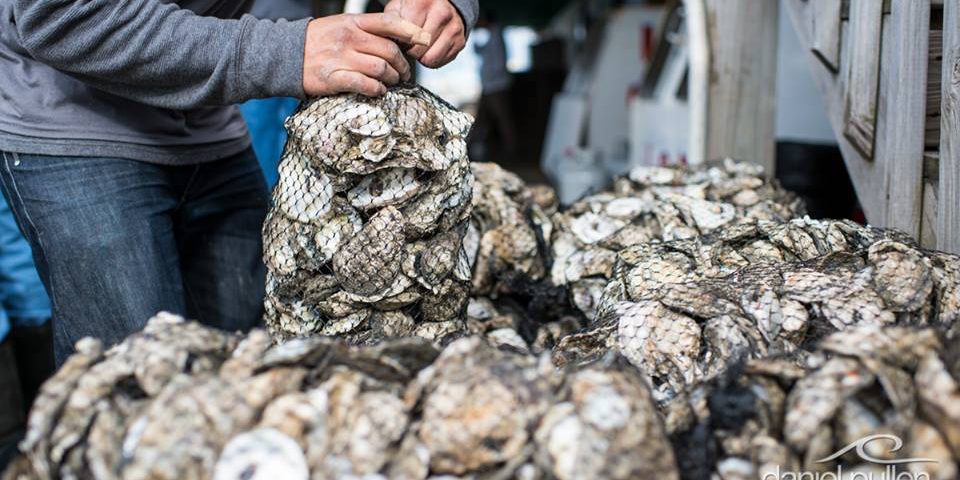 Daniel Pullen oyster bagging :Federation intern, Daniel Salazar, worked hard to keep up with bagging all 25 bushels of oysters as they were eaten during the Hatteras Island Oyster Roast.