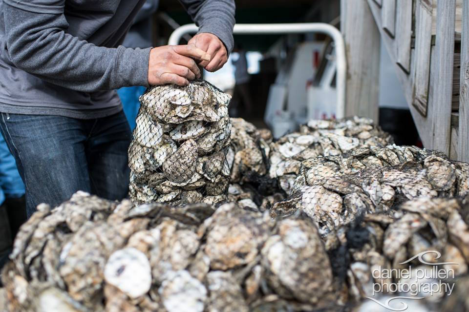 Hatteras Island Oyster Roast North Carolina Coastal Federation