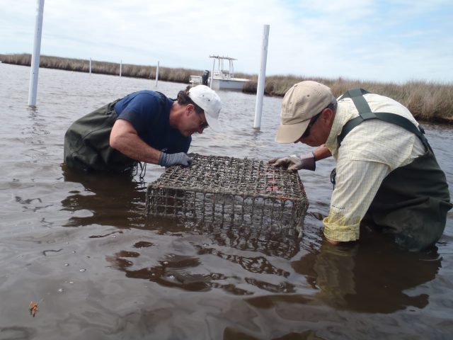 Volunteers setting crabpots