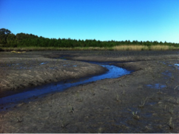 Newly created salt marsh habitat near Ward Creek.