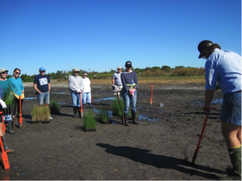 Volunteers learn the proper techniques for planting new salt marsh grasses at Ward Creek.