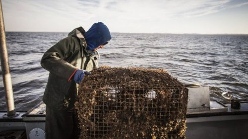 Crab pot. Photo credit: Chris Hannant