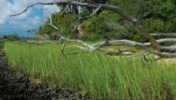 living shorelines