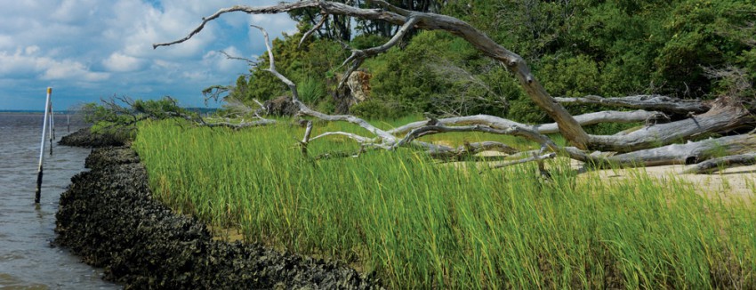 living shorelines