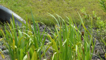 rain garden storm drain