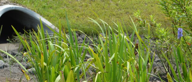 rain garden storm drain
