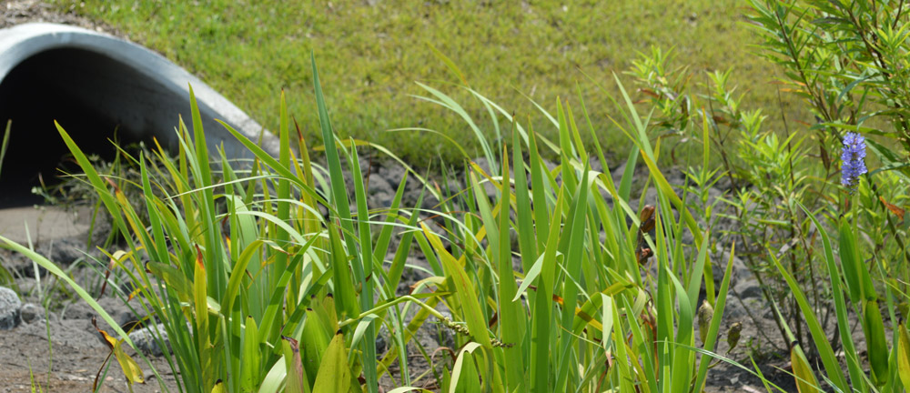 rain garden storm drain rain garden storm drain
