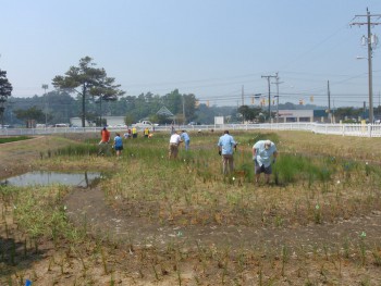 Part of the initial planting work from 2011