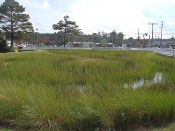 The site today is a flourishing wetland with thriving native plants that provides effective stormwater management.