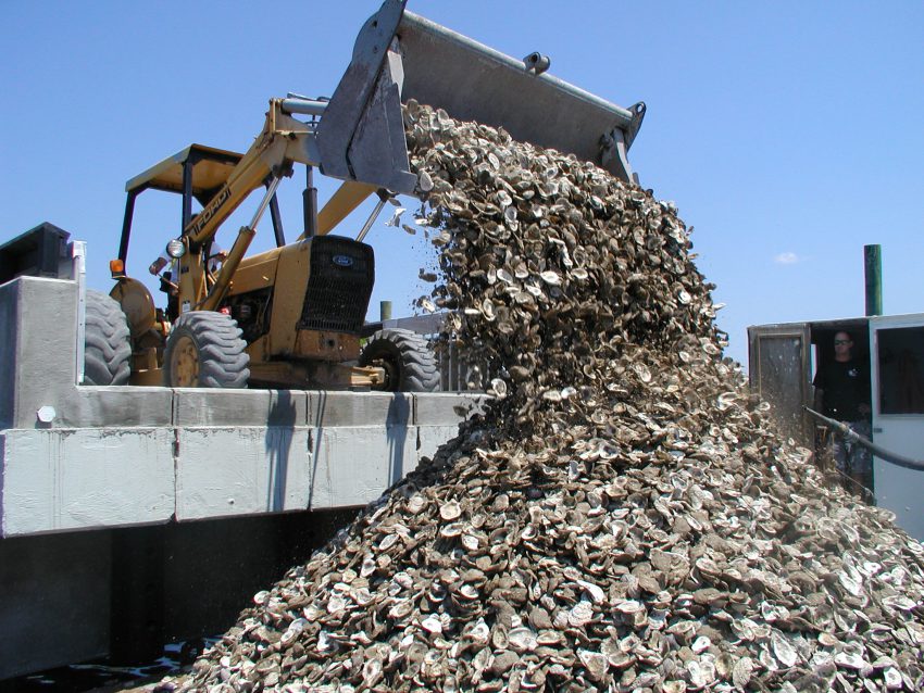 Oyster Shells are loaded onto a barge for restoration work